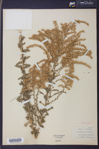 Solidago tortifolia image