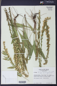 Solidago stricta image