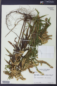 Solidago leavenworthii image