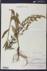 Solidago vaseyi image