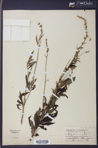 Artemisia vulgaris image