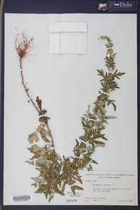 Artemisia vulgaris image