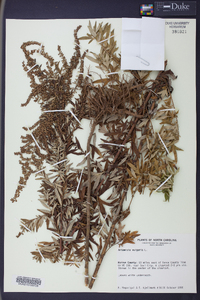 Artemisia vulgaris image