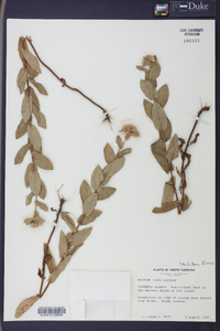 Pluchea rosea image
