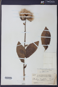 Pluchea longifolia image