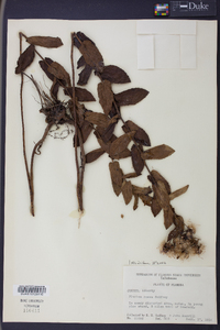 Pluchea rosea image