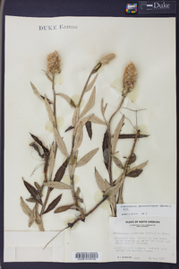 Pterocaulon pycnostachyum image