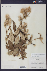 Pterocaulon pycnostachyum image