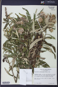 Pterocaulon pycnostachyum image