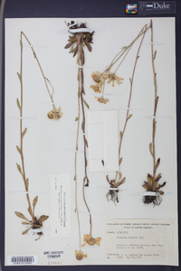 Helenium brevifolium image