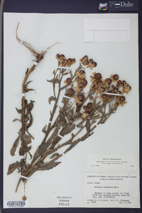 Helenium flexuosum image