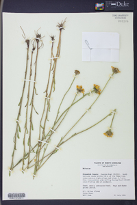 Balduina uniflora image