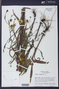 Helenium flexuosum image