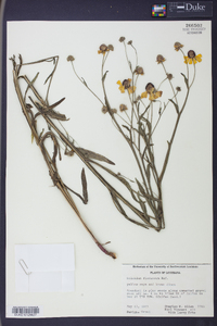 Helenium flexuosum image