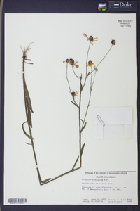 Helenium flexuosum image