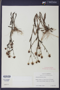 Helenium flexuosum image