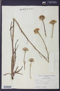 Helenium pinnatifidum image