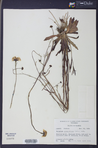 Helenium pinnatifidum image