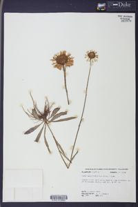 Helenium pinnatifidum image