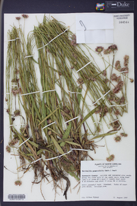 Marshallia graminifolia image