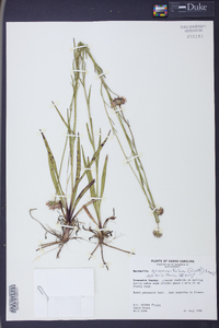 Marshallia graminifolia image