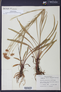 Marshallia graminifolia image