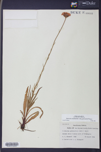 Marshallia graminifolia image