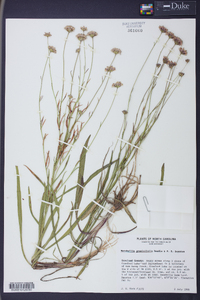 Marshallia graminifolia image