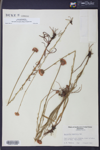 Marshallia tenuifolia image