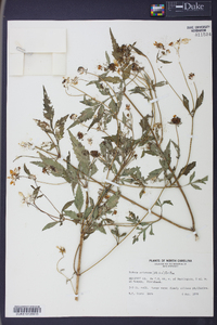 Bidens aristosa image