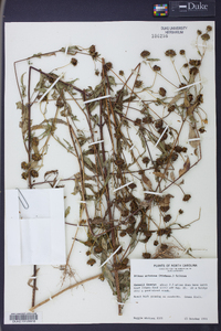 Bidens aristosa image