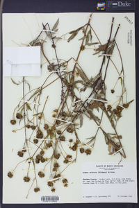 Bidens aristosa image