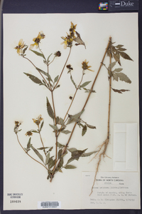 Bidens aristosa image