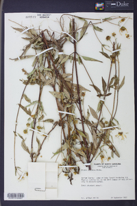 Bidens aristosa image