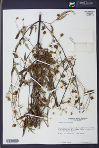 Bidens aristosa image