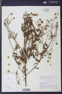 Bidens aristosa image