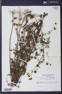 Bidens aristosa image