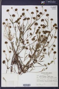 Bidens aristosa image