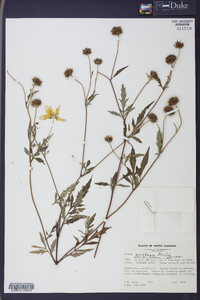 Bidens aristosa image