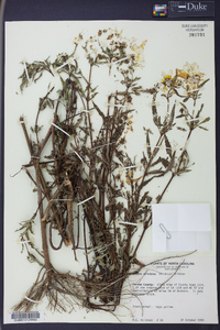 Bidens aristosa image