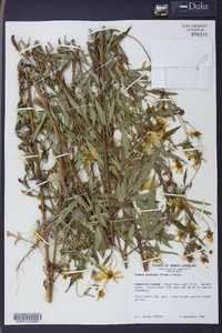 Bidens aristosa image