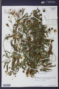 Bidens aristosa image