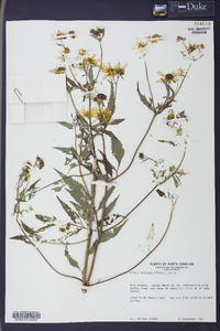 Bidens aristosa image