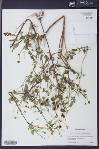 Bidens aristosa image