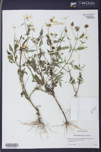 Bidens aristosa image