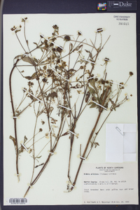 Bidens aristosa image