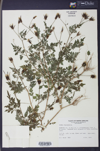 Bidens bipinnata image