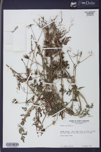 Bidens bipinnata image