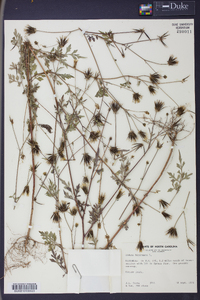 Bidens bipinnata image