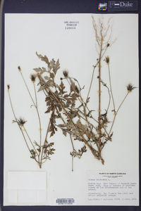 Bidens bipinnata image